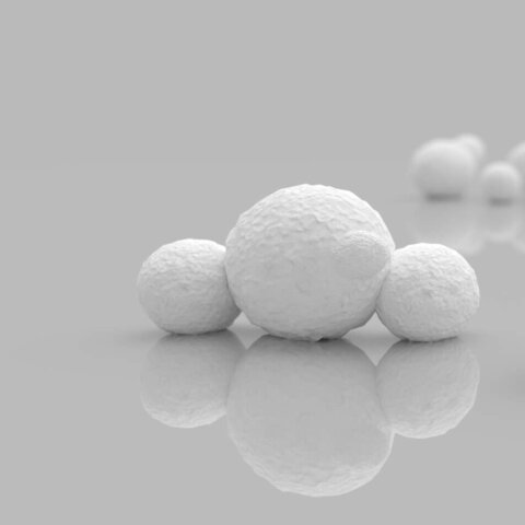 Pichia pastoris yeast cells