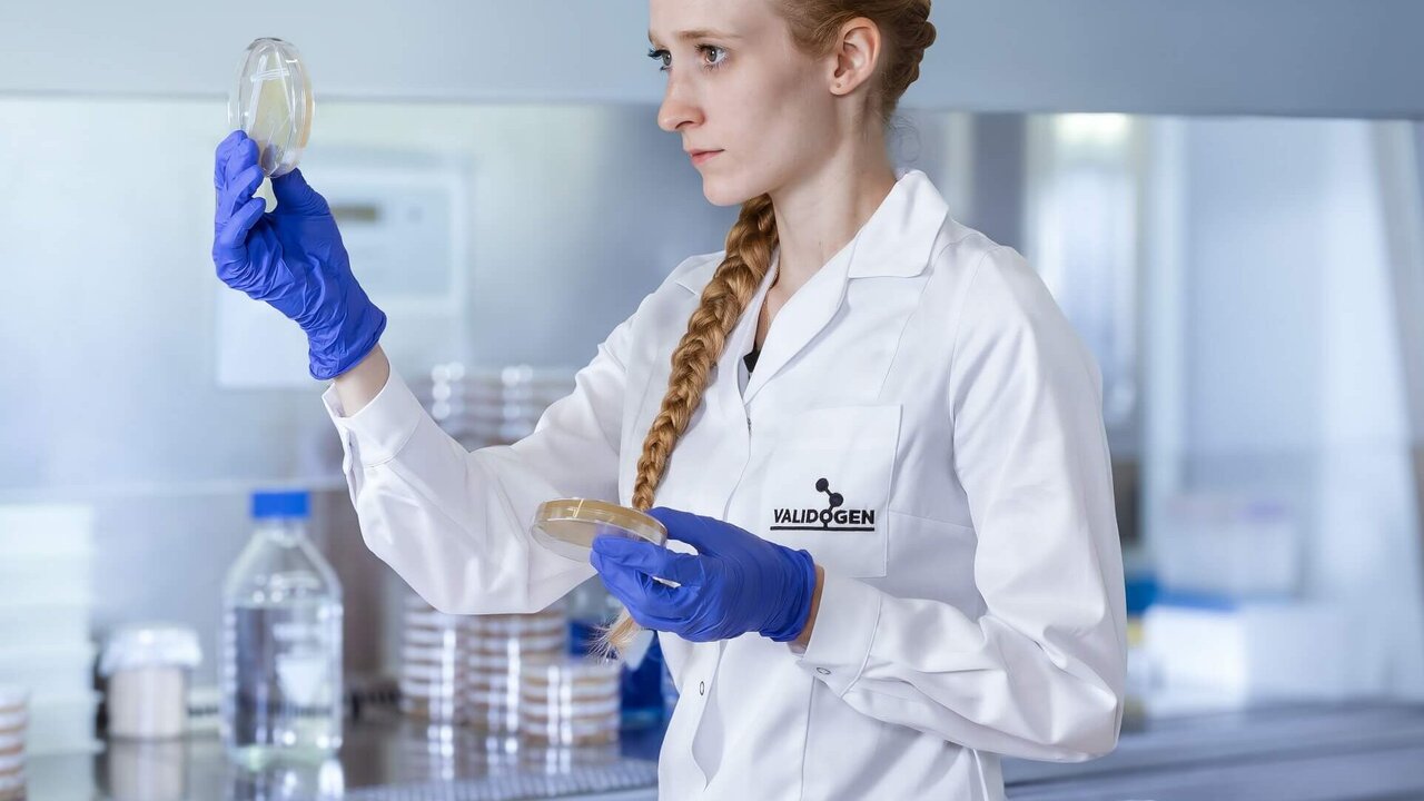 ALIDOGEN scientist evaluating Pichia pastoris colonies on agar plates