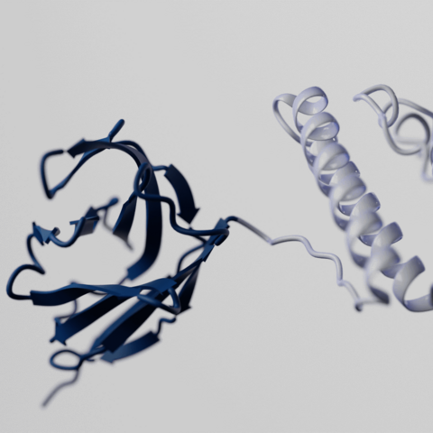 3d structure of a fusion protein