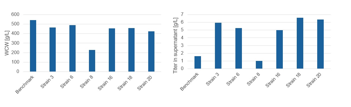 Wet cell weight and VHH titer of six Pichia strains and benchmark in 1 L bioreactors