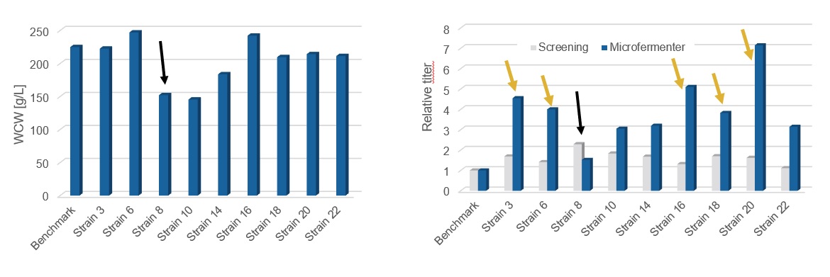 Wet cell weight and relative VHH titer of nine Pichia clones and benchmark in microbioreactor cultivation