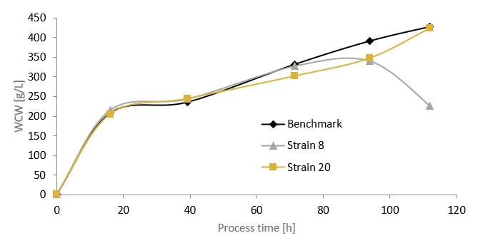 Wet cell weight over process time for Pichia strain 8, strain 20 and benchmark in the bioreactor